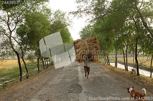 Image of Farmer carries rice from the farm home