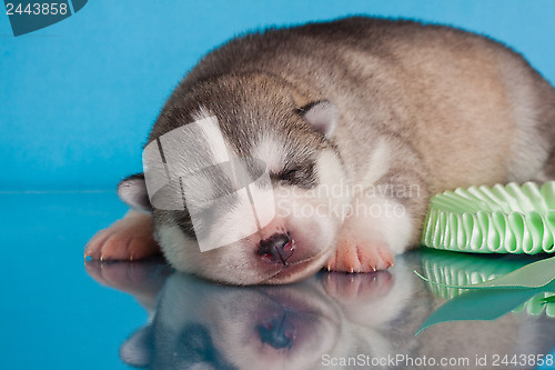 Image of newborn puppy