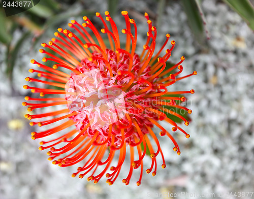 Image of Graduated orange red protea - Leucospermum cordifolium