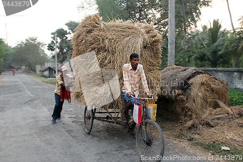 Image of Rickshaw rider transports rice from the farm home