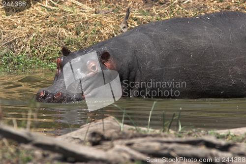 Image of Hippo