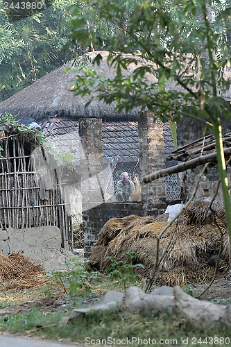 Image of Rice is threshed/winnowed