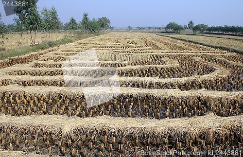 Image of Rice field just after harvesting