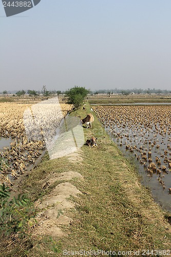 Image of Cows grazing in the rice fields in Sundarbans, West Bengal, India