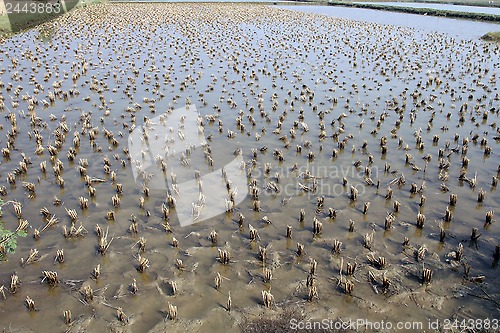 Image of Rice field just after harvesting