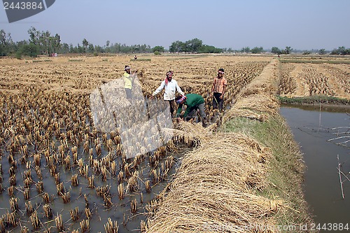 Image of Farmer havesting rice on rice field