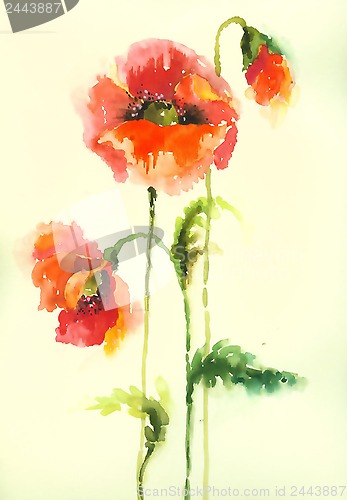 Image of Illustration of vintage  poppy. Greeting card with poppy.