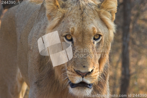 Image of Juvenile Lion
