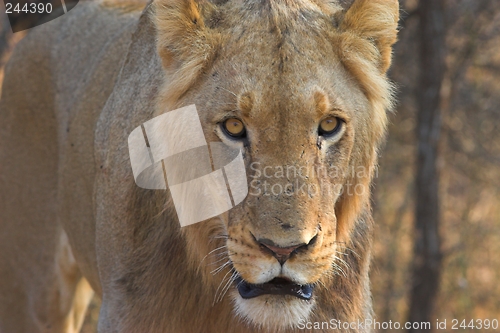 Image of Juvenile Lion
