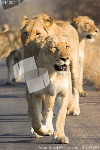 Image of Lions hunting