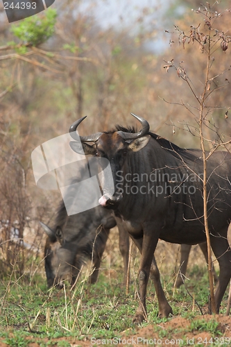 Image of Blue Wildebeest