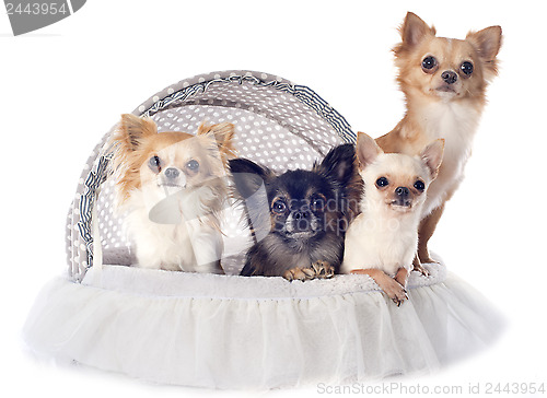 Image of four chihuahuas