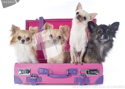 Image of chihuahuas in suitcase