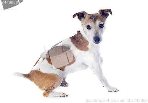 Image of jack russel terrier