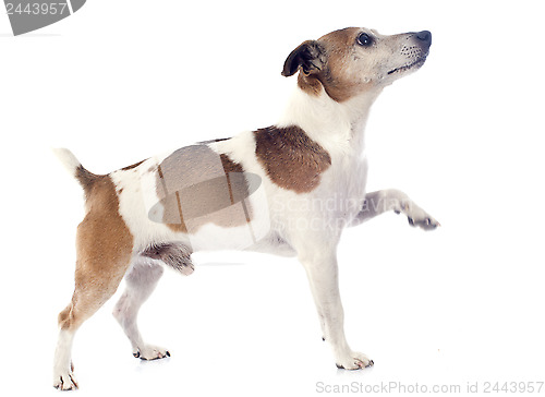 Image of jack russel terrier