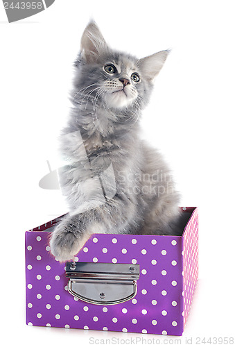 Image of maine coon kitten