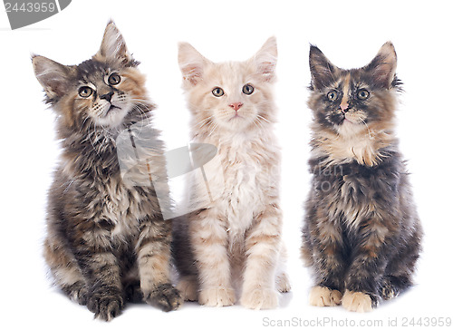 Image of maine coon kitten