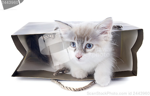 Image of birman kitten in craft