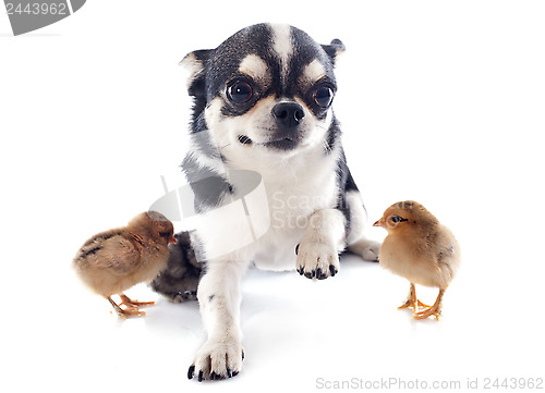 Image of chihuahua and chicks