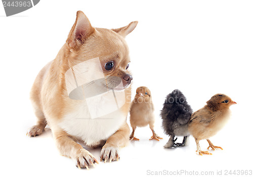 Image of chihuahua and chicks