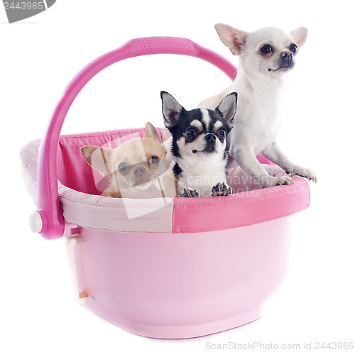 Image of chihuahuas in cosy