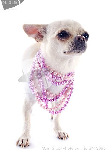 Image of chihuahua and collars