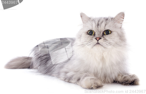 Image of persian cat