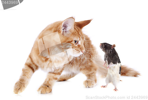 Image of maine coon kitten and rat