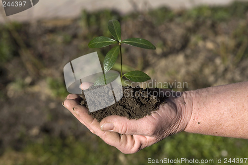 Image of Grow