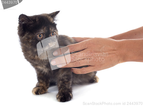 Image of Exotic Shorthair kitten