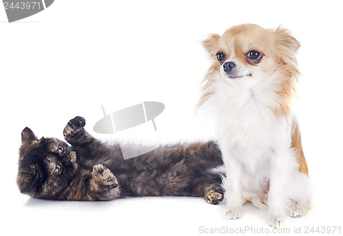 Image of Exotic Shorthair kitten and chihuahua
