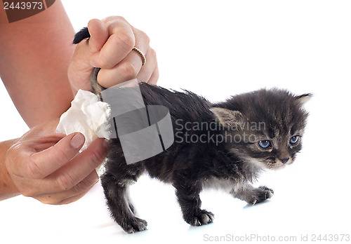 Image of tabby kiten