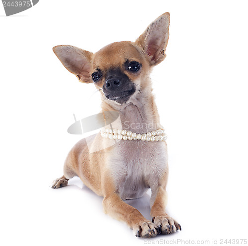 Image of puppy chihuahua