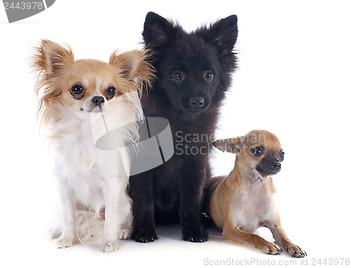 Image of three little dogs
