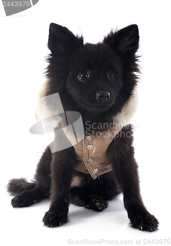 Image of puppy spitz