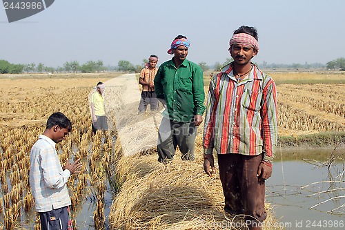 Image of Farmer havesting rice on rice field