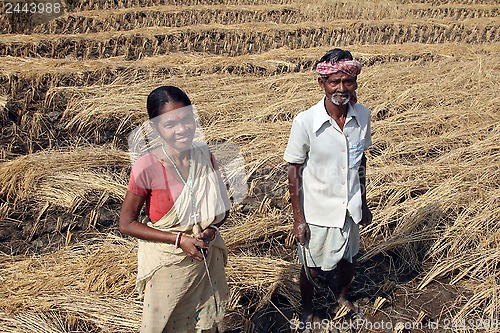 Image of Farmer havesting rice on rice field