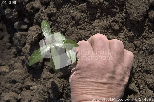Image of Grow