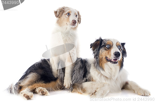 Image of australian shepherds