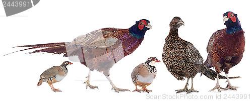 Image of game birds