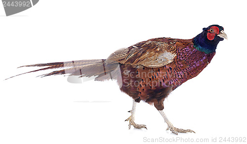 Image of Male European Common Pheasant