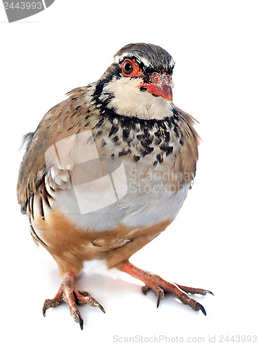 Image of French Partridge, Alectoris rufa