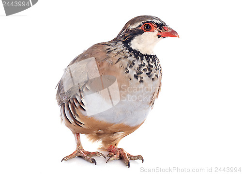 Image of French Partridge, Alectoris rufa