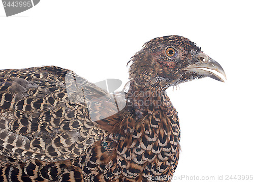 Image of female European Common Pheasant