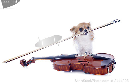 Image of violin and chihuahua