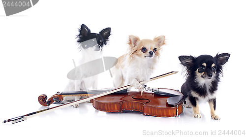 Image of violin and chihuahuas