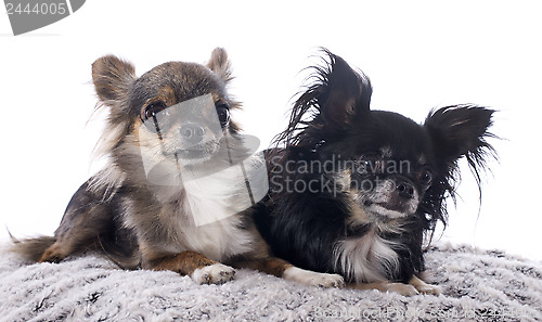 Image of chihuahuas