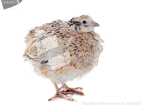 Image of brown quail