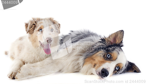 Image of australian shepherds