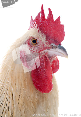Image of sussex rooster